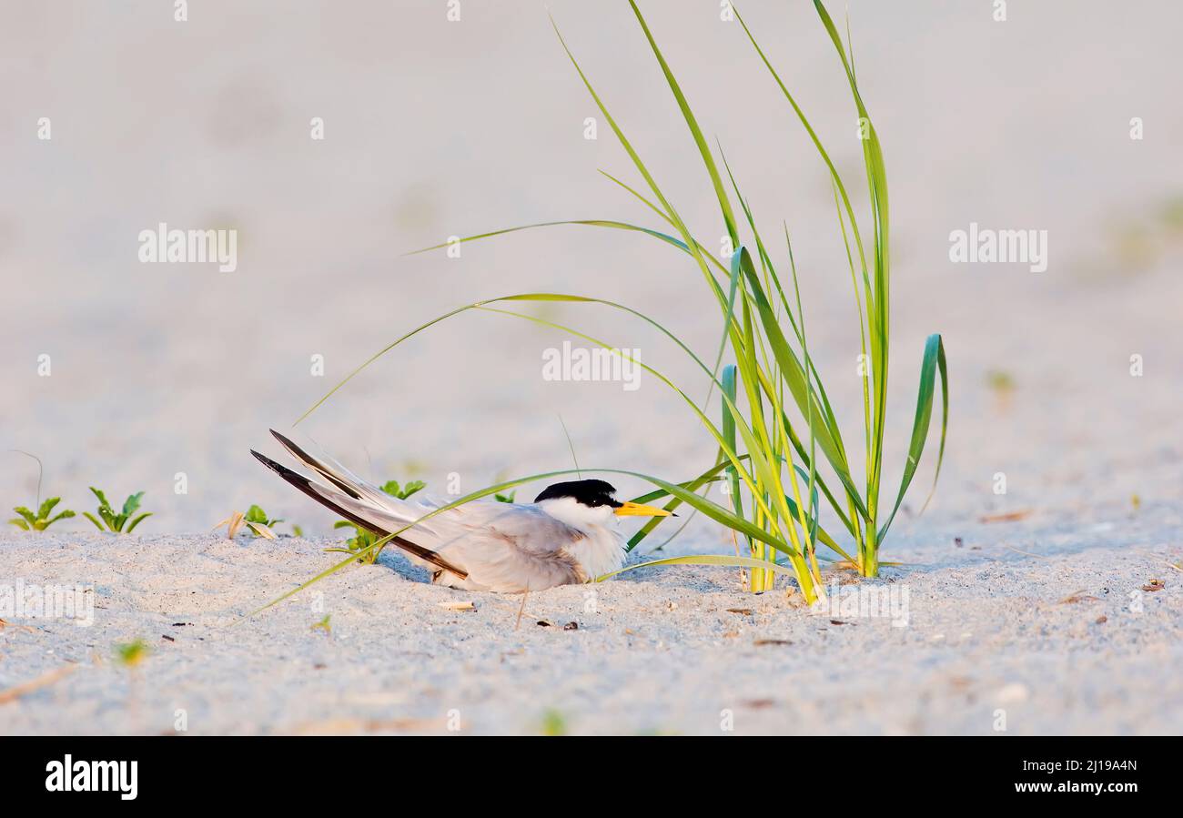 Die kleinste Seeschwalbe (Sternula antillarum) auf ihrem Nest Stockfoto