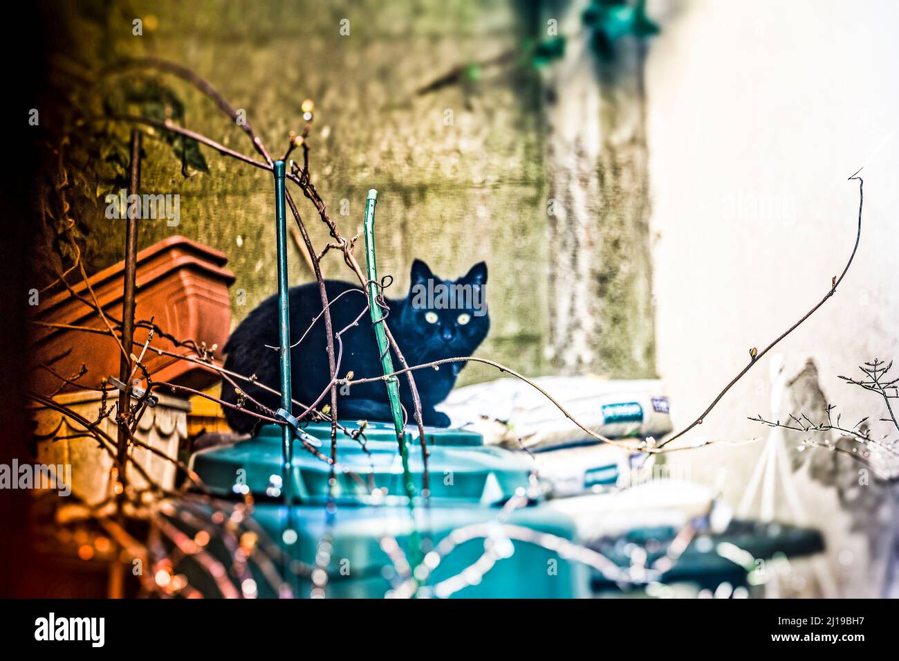 Kater am Fensterbank ,Linden ,Hannover. Stockfoto