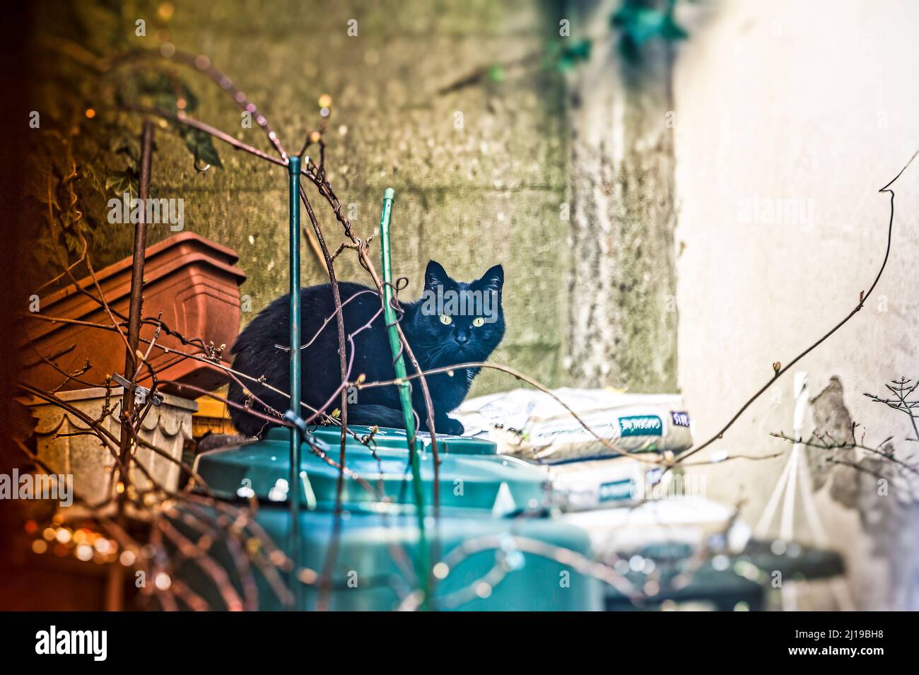 Kater am Fensterbank ,Linden ,Hannover. Stockfoto