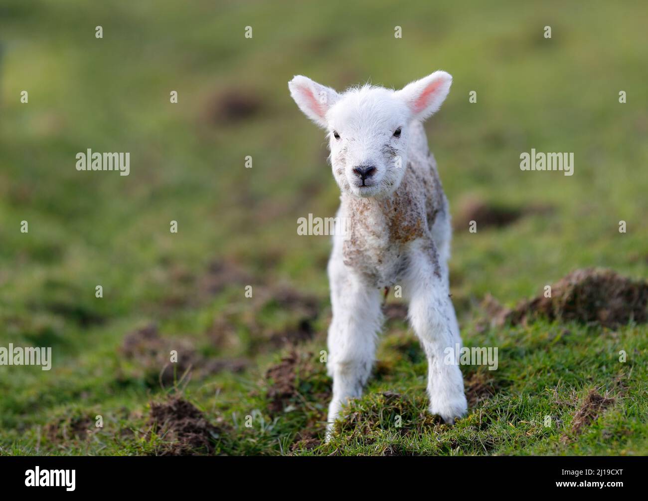 Ein neugeborenes Lamm auf einer Nidderdale Farm in North Yorkshire Stockfoto