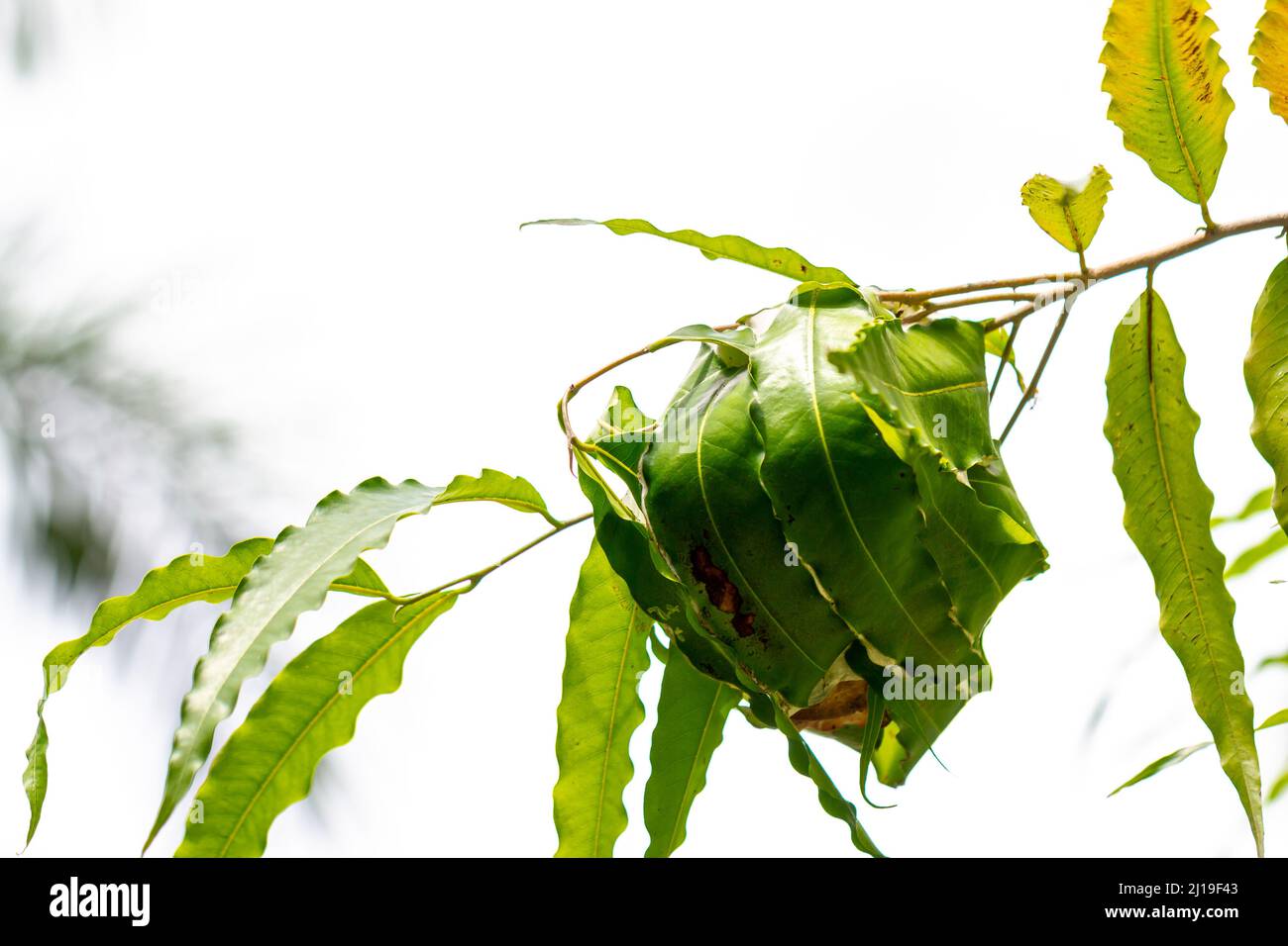 Eine Gruppe von Ameisen, die in einem Baumzweig nisten, der leicht breite grüne Blätter hat, einen klaren Himmelshintergrund Stockfoto