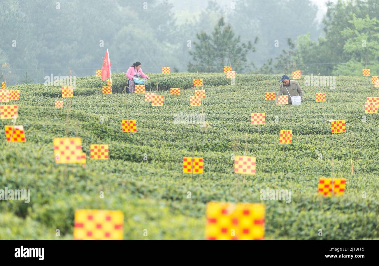 CHONGQING, CHINA - 23. MÄRZ 2022 - Ein Teebauer pflückt mingqian-Tee in einem grünen ökologischen Teegarten in Chongqing, China, 23. März 2022. Stockfoto