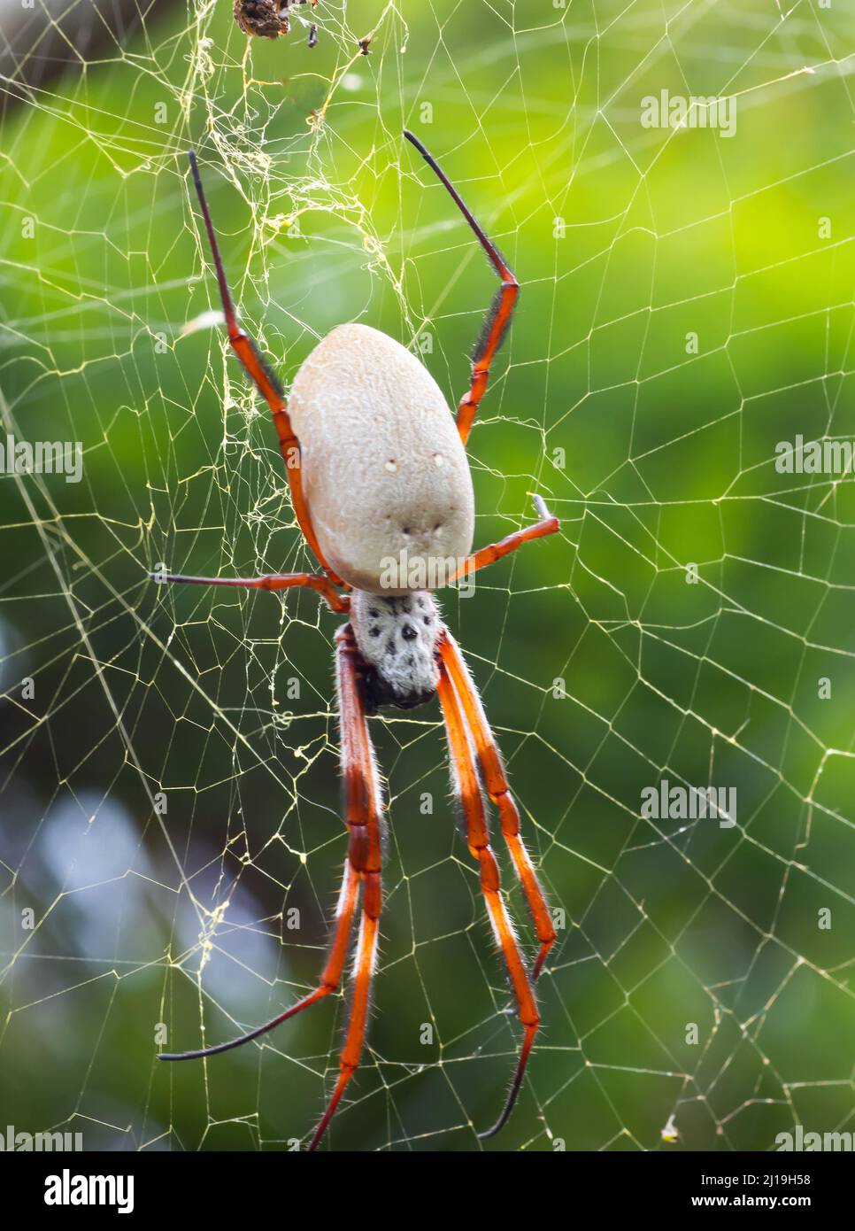 Australische Golden Orb Weaver