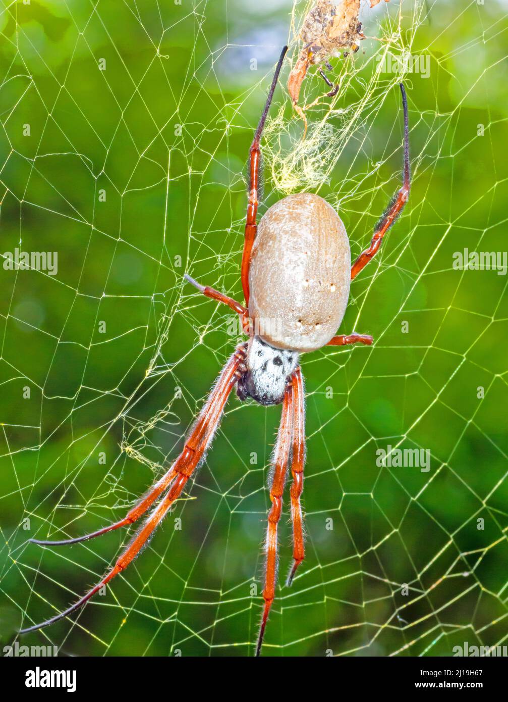 Goldene Kugel Weberspinne .Nephila edulis. Stockfoto