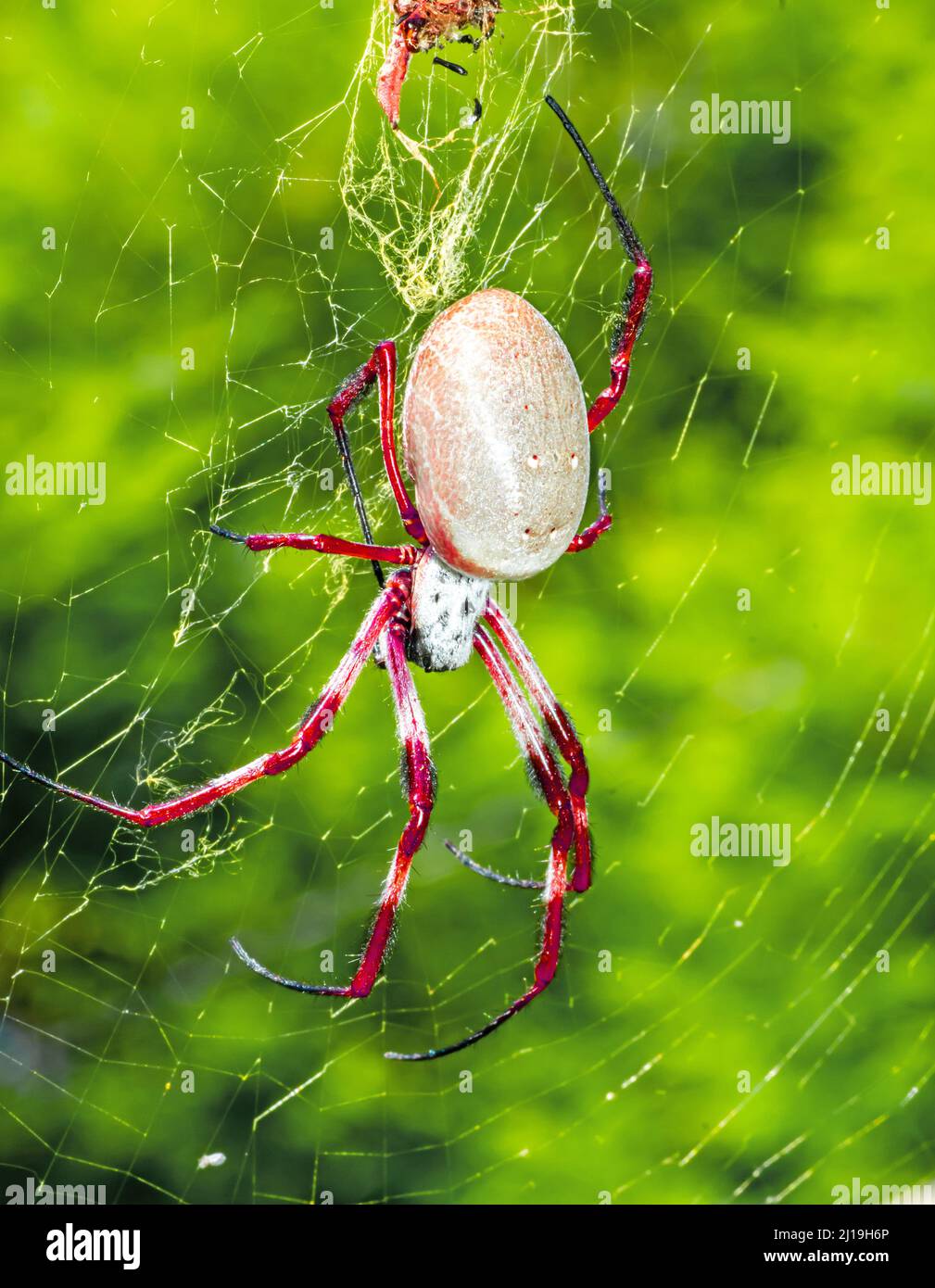 Australische goldene Kugel Weberspinne.Nephila edulis. Stockfoto