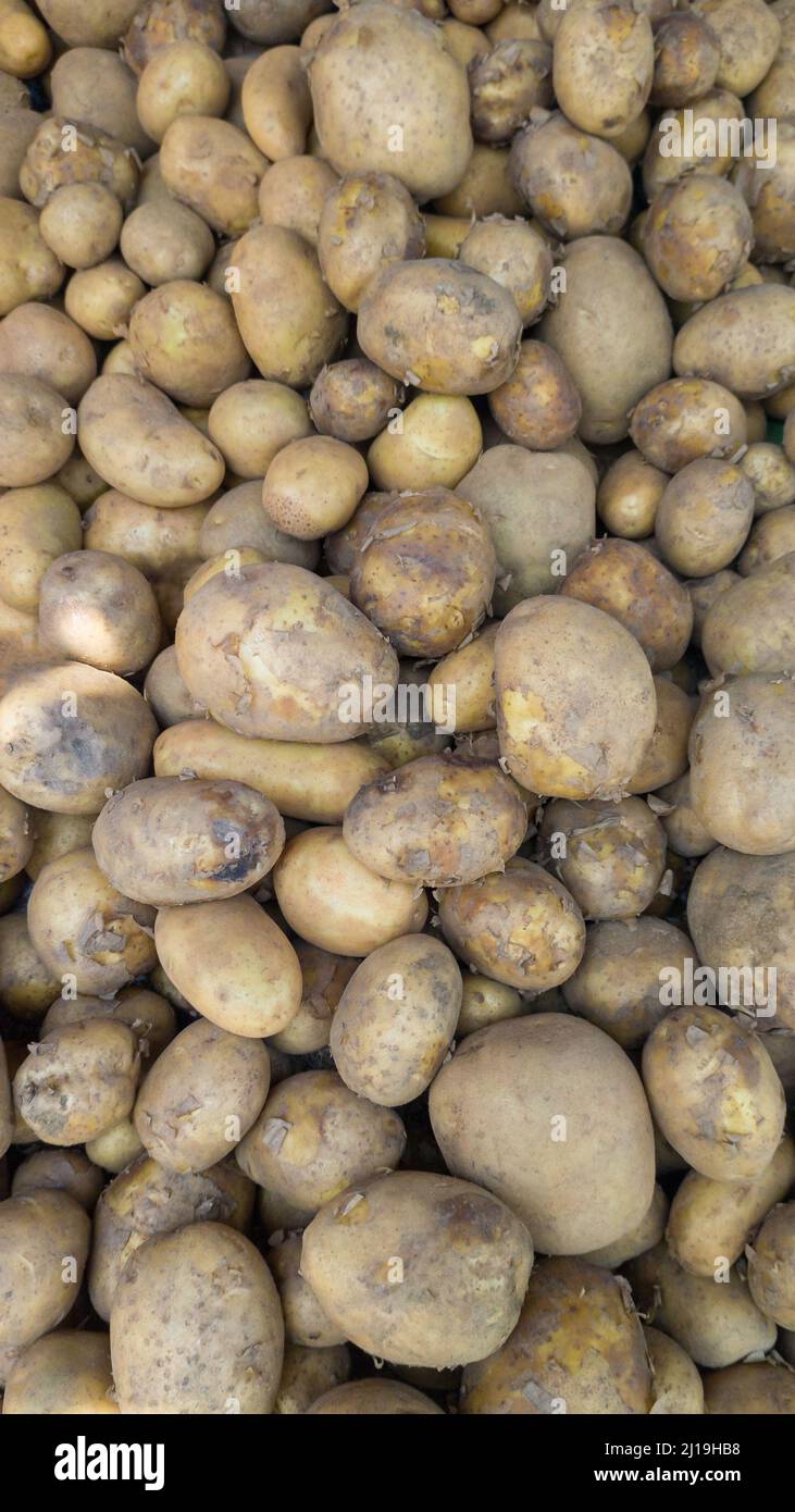 Stapel frisch geernteter roher Kartoffeln, pflanzlicher Hintergrund, aufgenommen in geringer Feldtiefe Stockfoto
