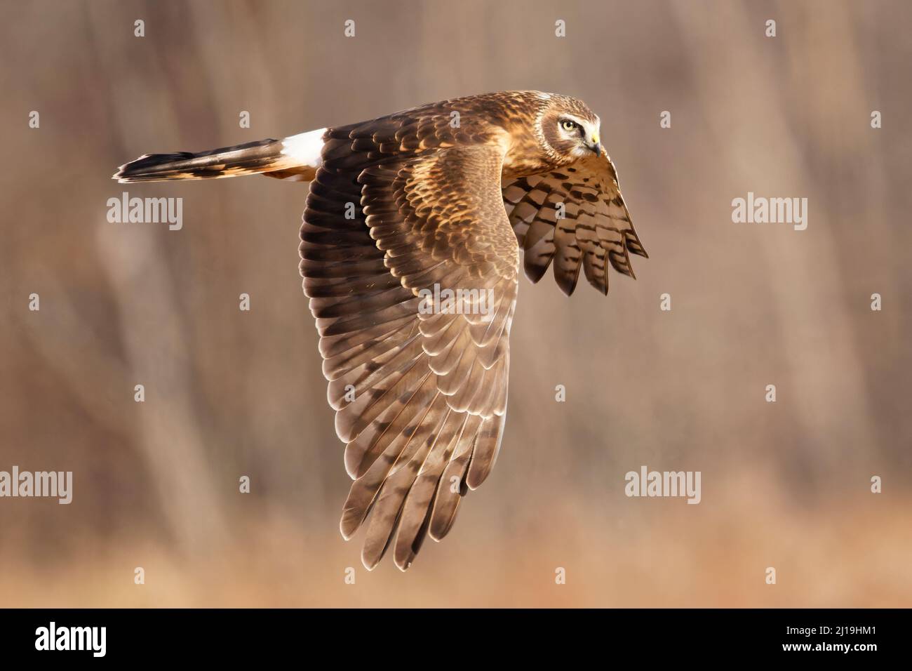 Eine selektive Fokusaufnahme eines Nordweihriervogels im Flug Stockfoto