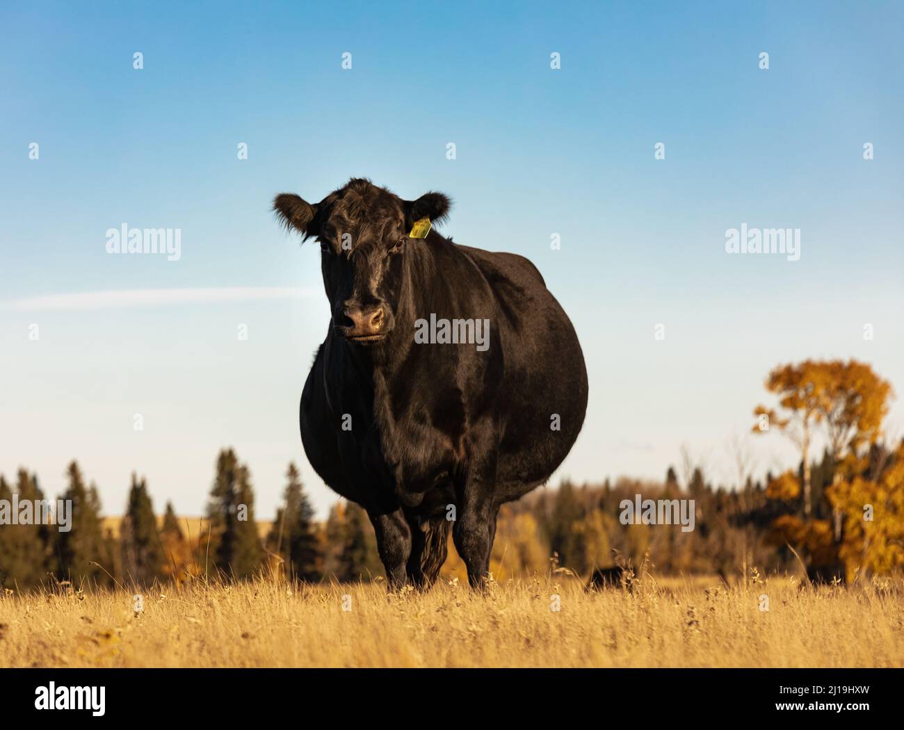 Wunderschönes Black Angus. Schwarze Kuh auf der Weide. Niemand, Blick auf die Straße, selektiver Fokus. Stockfoto