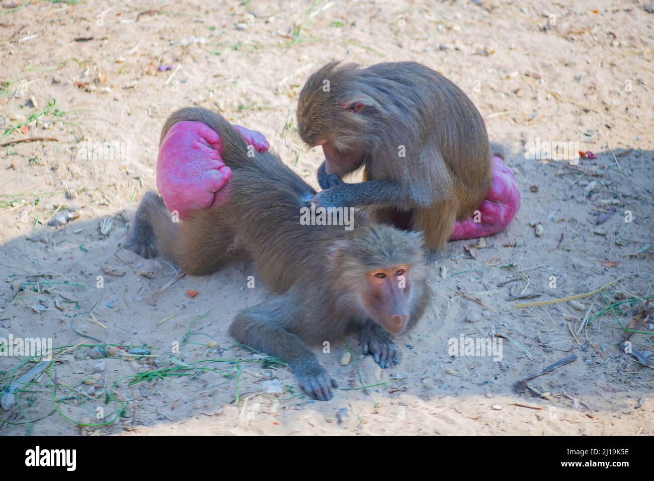 Zwei Hamadryas-Affen, die sich im Zoo amüsieren Stockfoto