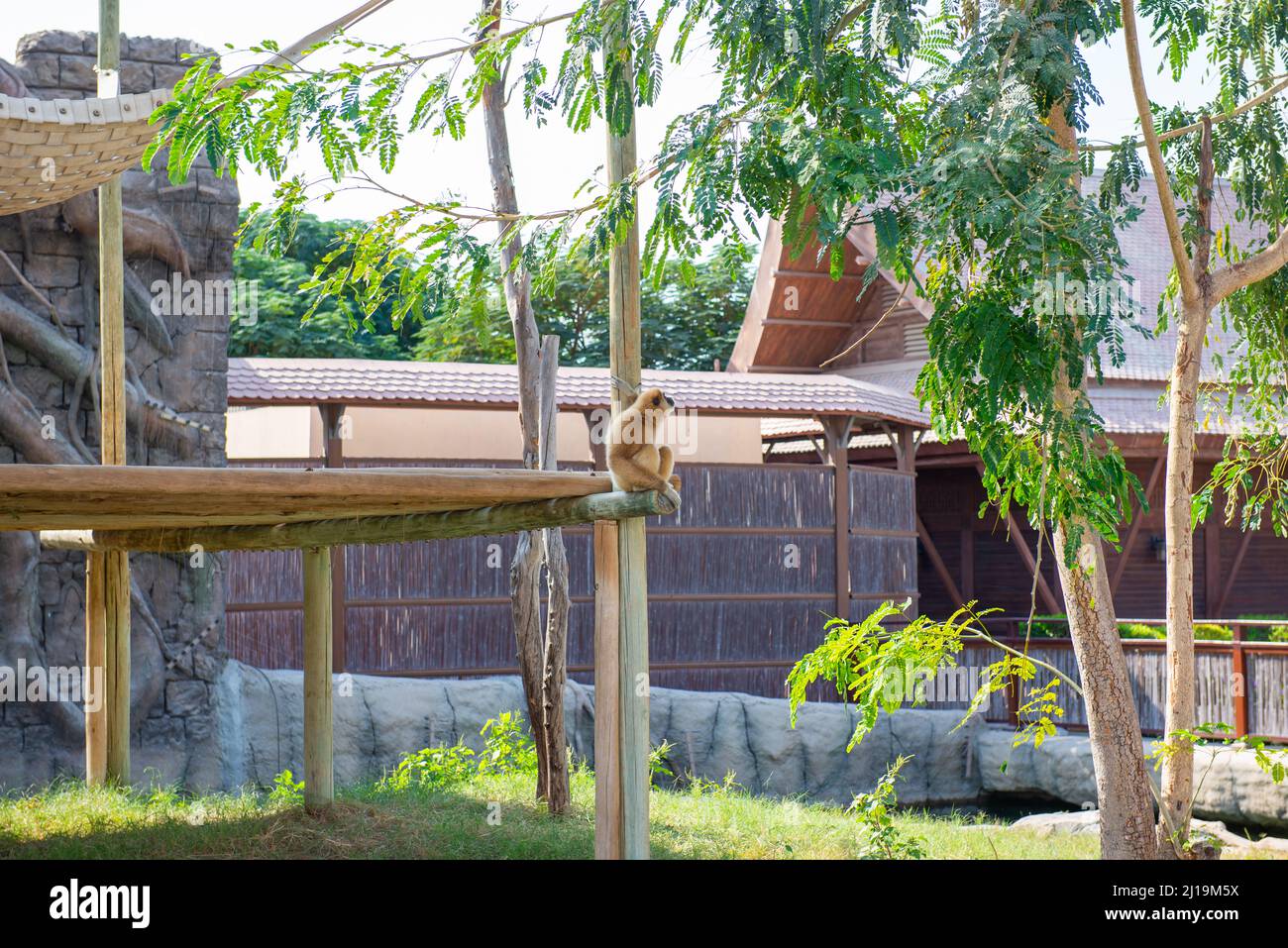 Trauriger Affe sitzt auf dem Zaun im Zoo Stockfoto