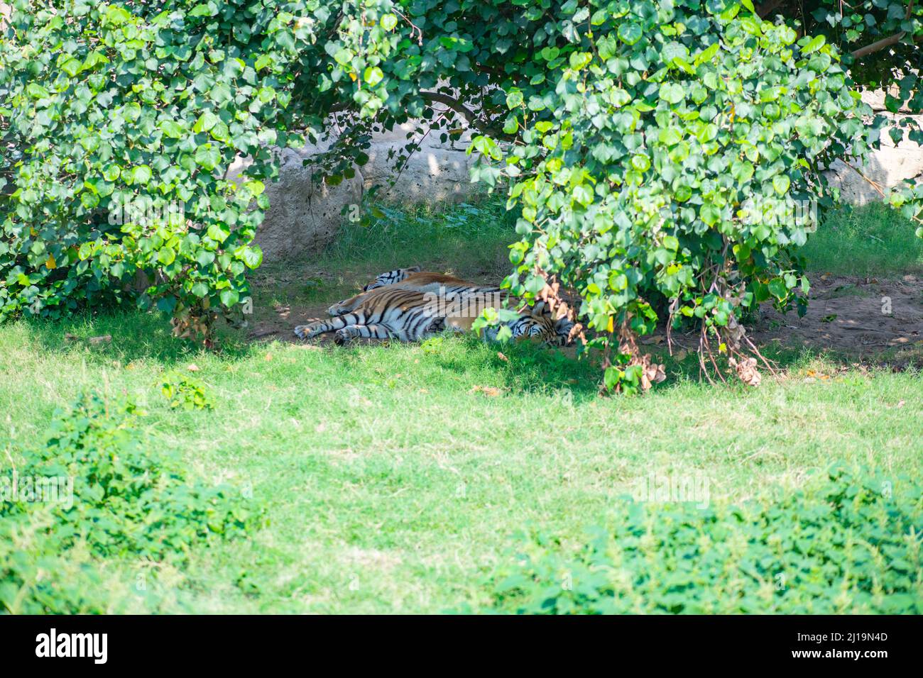 Der große bengalische Tiger liegt unter einem Baum im Zoo Stockfoto