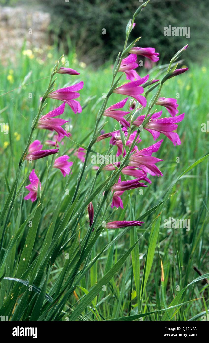 Italienische gladiolus (Gladiolus italicus), Mallorca, Spanien Stockfoto