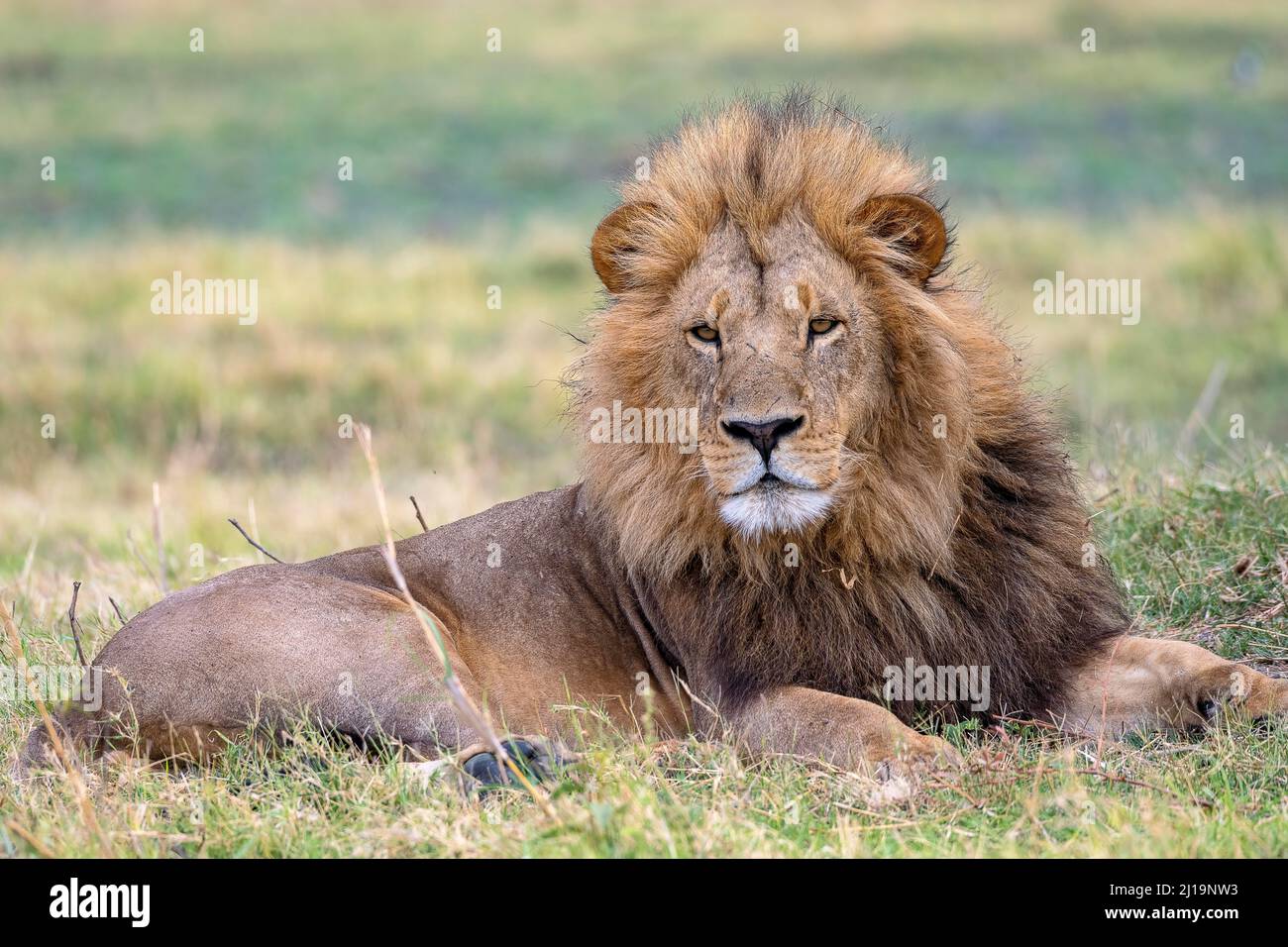 Löwe (Panthera leo), männlicher Löwe mit Mähne, Moremi Game Reserve West, Okavango Delta, Botswana Stockfoto