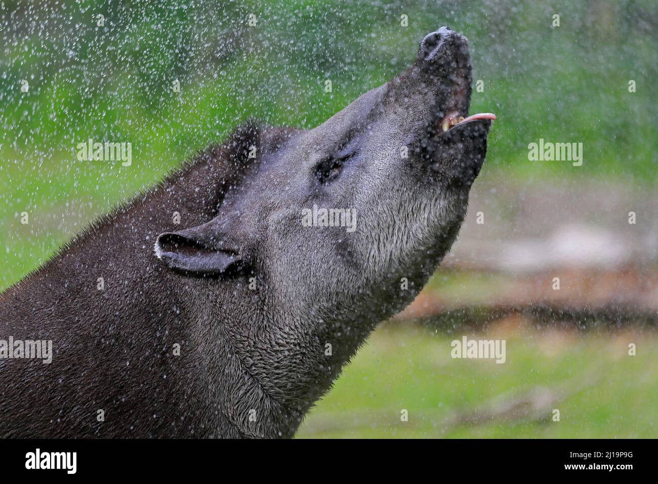 Flachlandtapir (Tapirus terrestris), erwachsen, Porträt, im Regen, gefangen Stockfoto