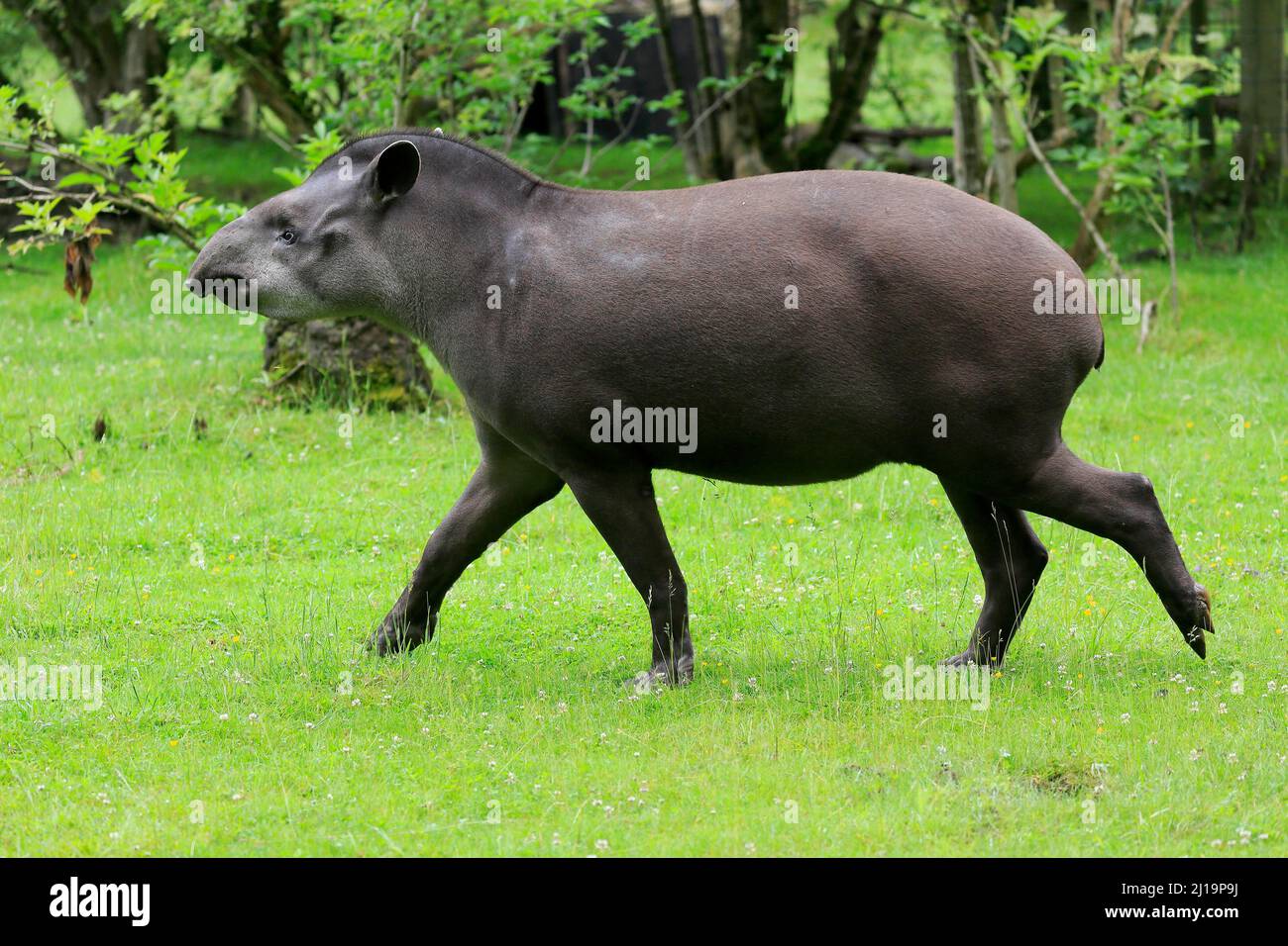 Flachlandtapir (Tapirus terrestris), erwachsen, laufend, gefangen Stockfoto