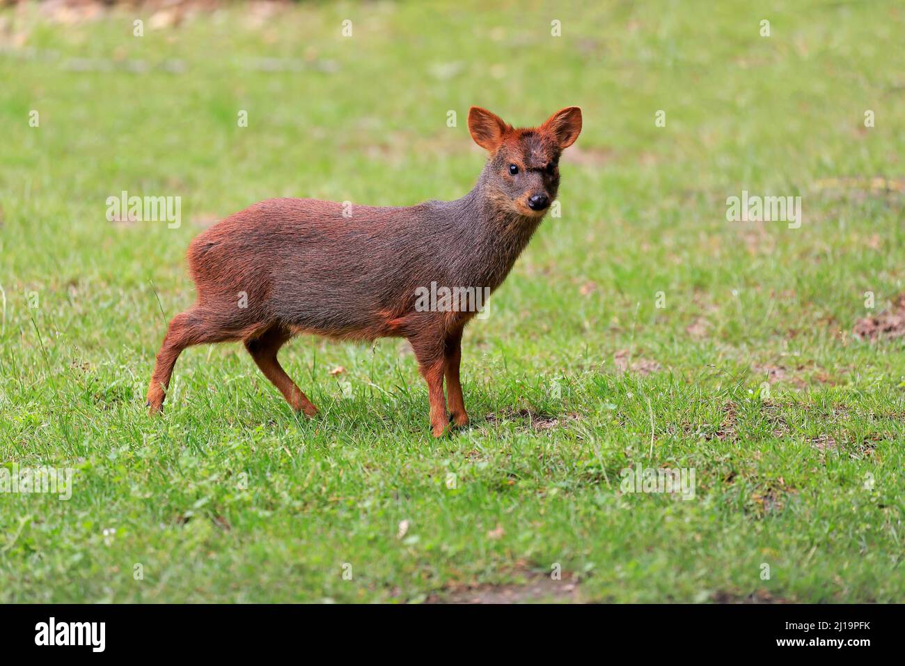 Südlicher pudu (Pudu puda), erwachsen, weiblich, gefangen Stockfoto