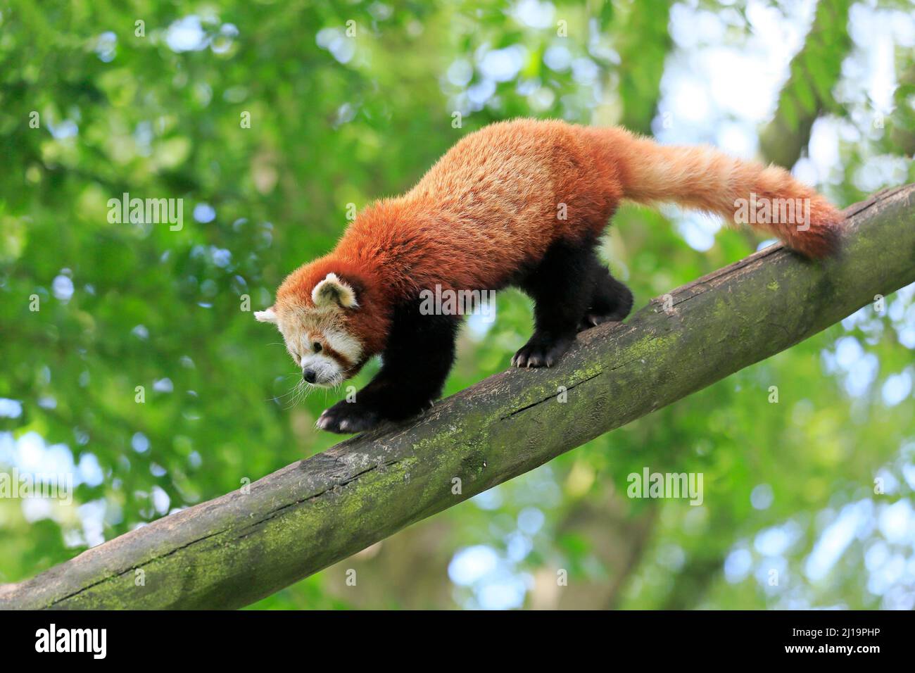 Roter Panda (Ailurus fulgens), erwachsen, laufend, auf Baum, gefangen Stockfoto