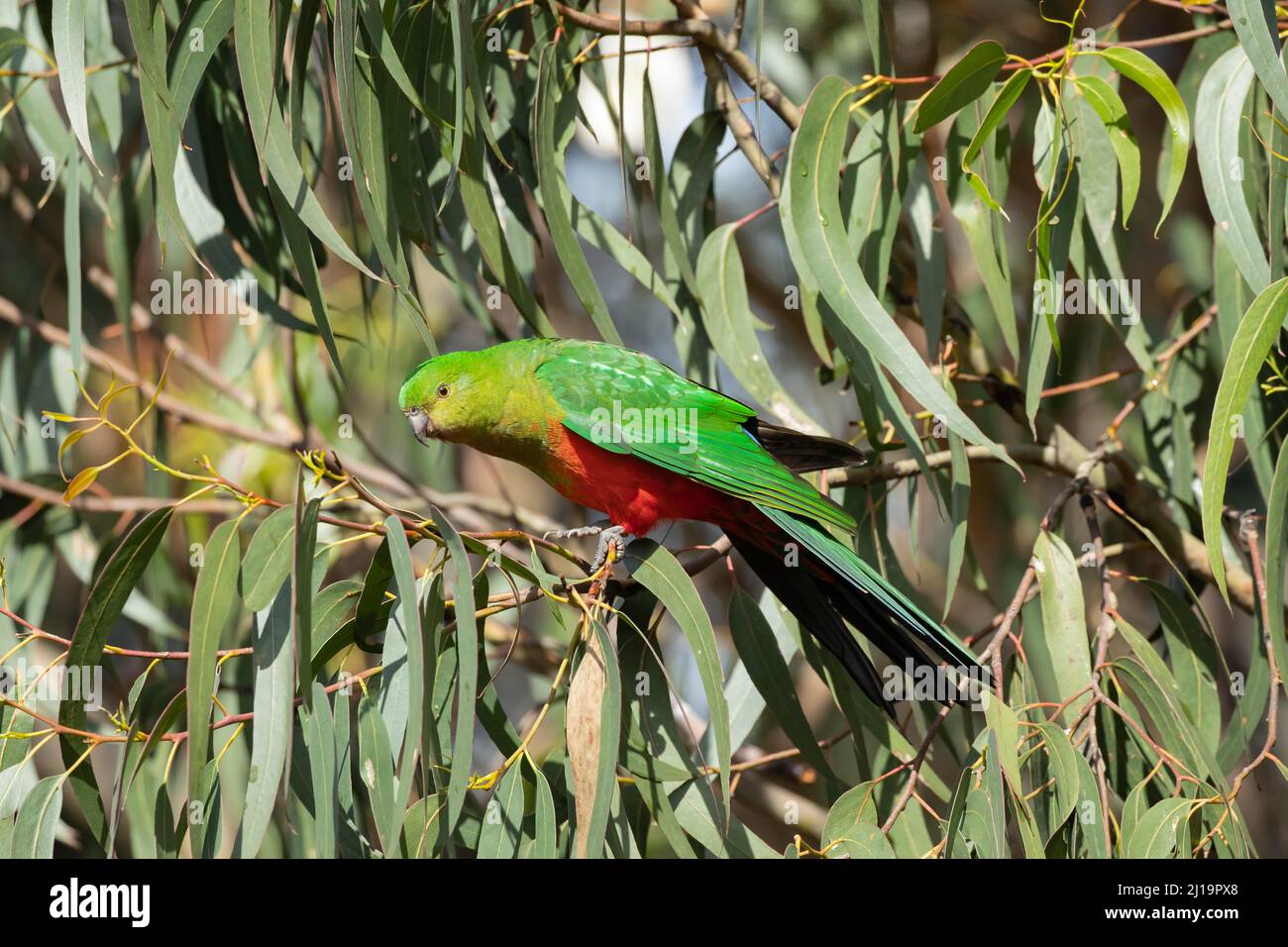 Australischer Königsparotte (Alisterus scapularis) ausgewachsenes Weibchen in einem Baum, Kennet River, Victoria, Australien Stockfoto