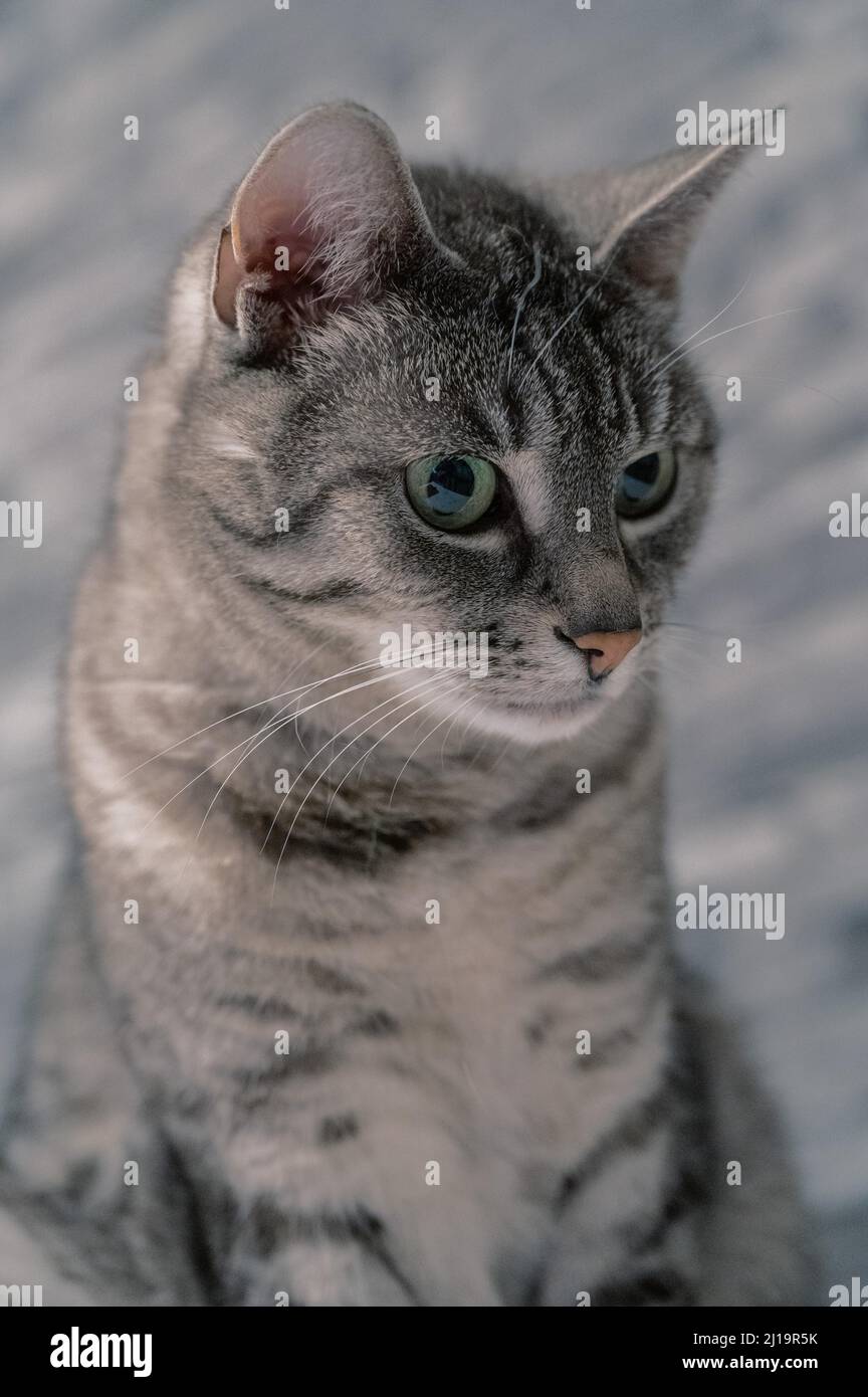 Europäische Kurzhaar felidae (Felis catus) mit grauem Fell, schwarzen Streifen und grünen Augen, Deutschland Stockfoto