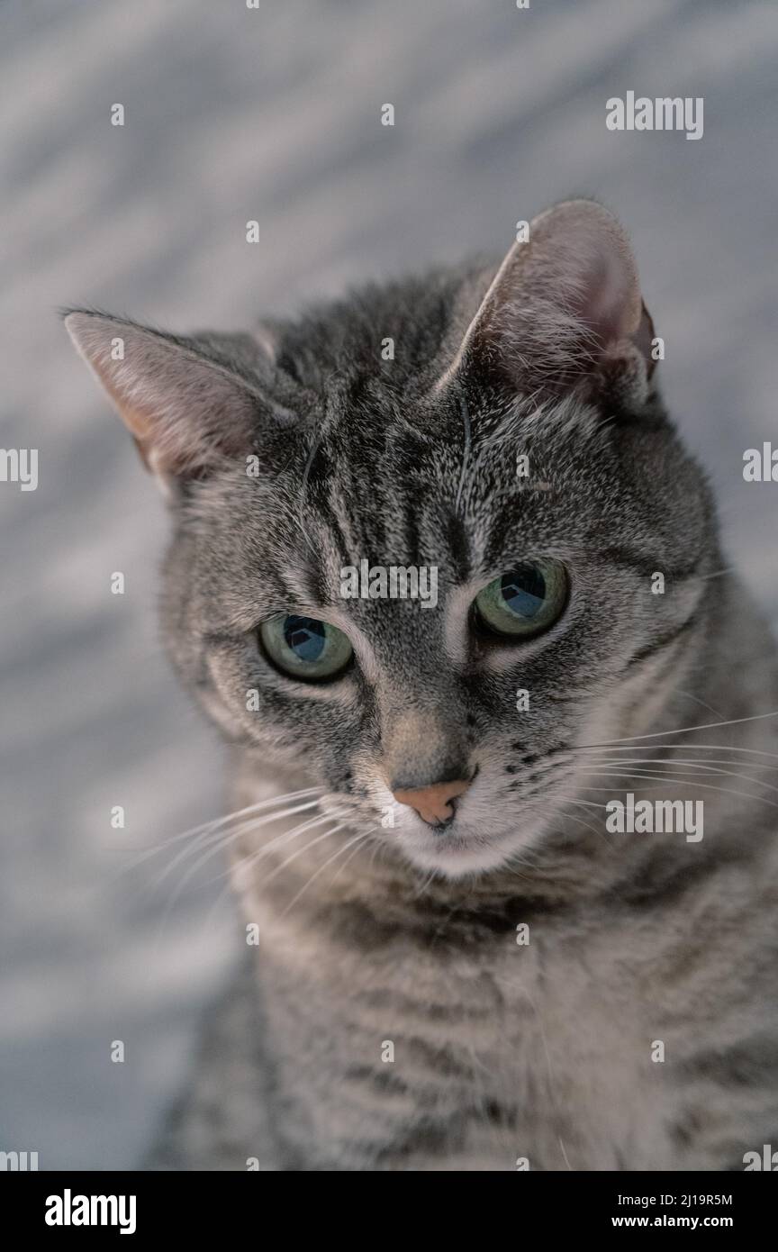 Europäische Kurzhaar felidae (Felis catus) mit grauem Fell, schwarzen Streifen und grünen Augen, Deutschland Stockfoto