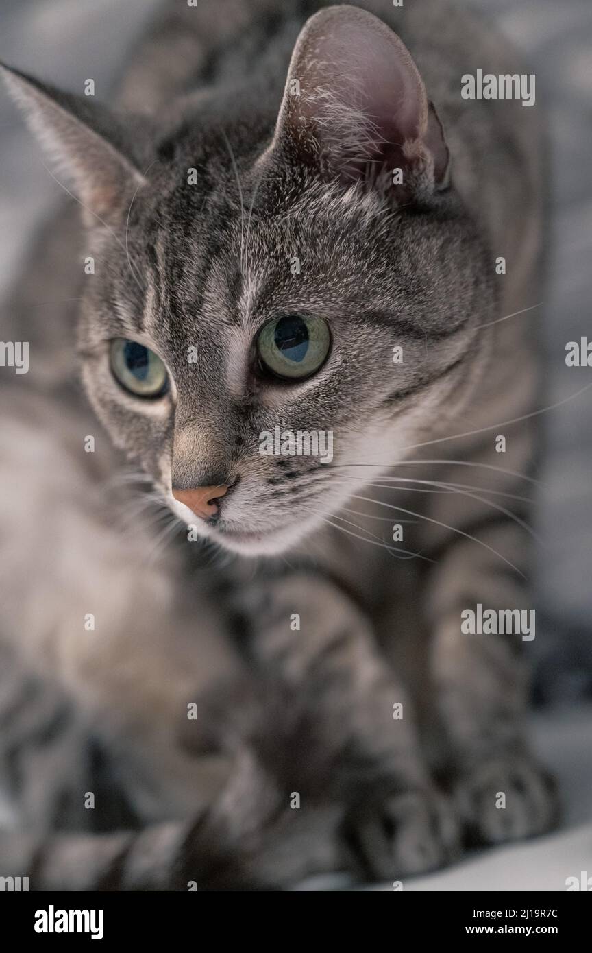 Europäische Kurzhaar felidae (Felis catus) mit grauem Fell, schwarzen Streifen und grünen Augen, Deutschland Stockfoto