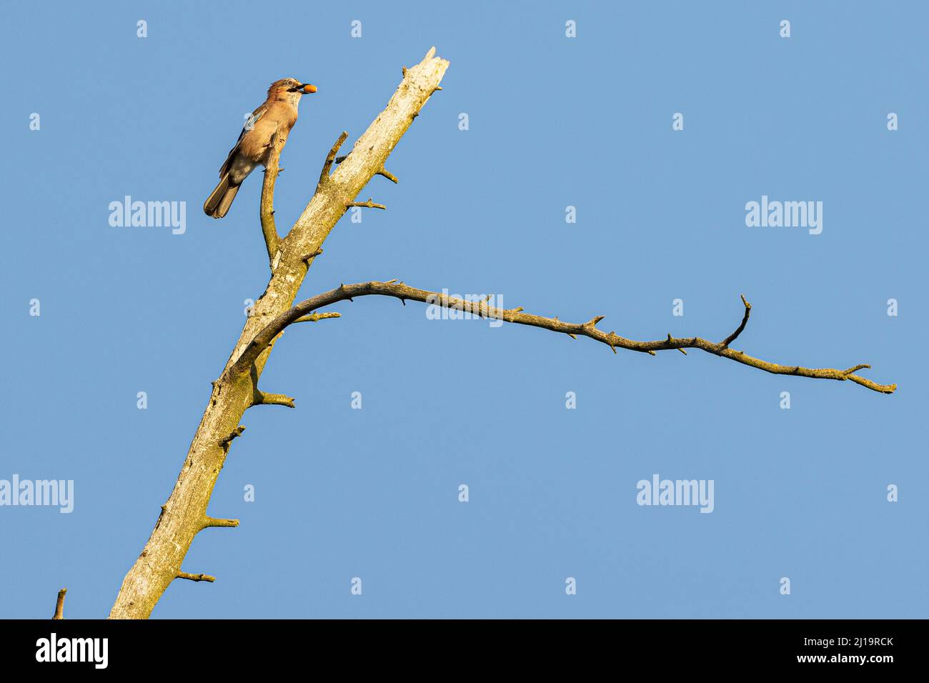 Eurasischer eichelhäher (Garrulus glandarius) mit Eichel im Schnabel auf einem toten Baum, JuodkrantÄ, Kurische Nehrung, Klaipeda, Litauen Stockfoto
