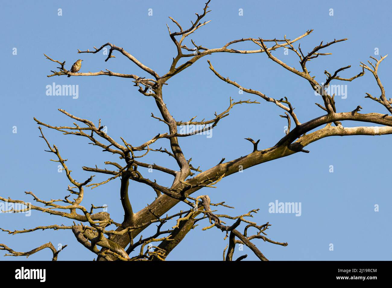 Liederdrossel (Turdus philomelos) auf dem toten Baum, JuodkrantÄ –, Kurische Nehrung, Klaipeda, Litauen Stockfoto