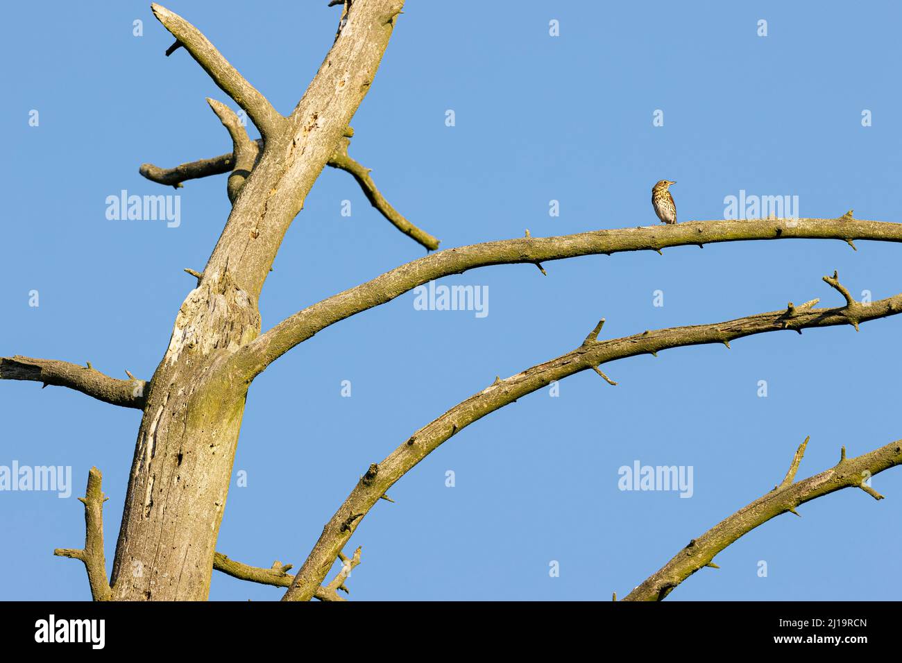 Liederdrossel (Turdus philomelos) auf dem toten Baum, JuodkrantÄ –, Kurische Nehrung, Klaipeda, Litauen Stockfoto