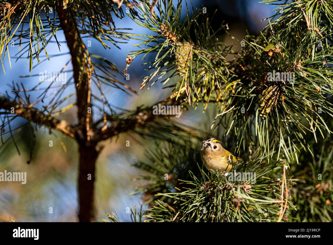 Goldwappen (Regulus regulus) auf der Nahrungssuche in einer Kiefer, JuodkrantÄ, Kurische Nehrung, Klaipeda, Litauen Stockfoto