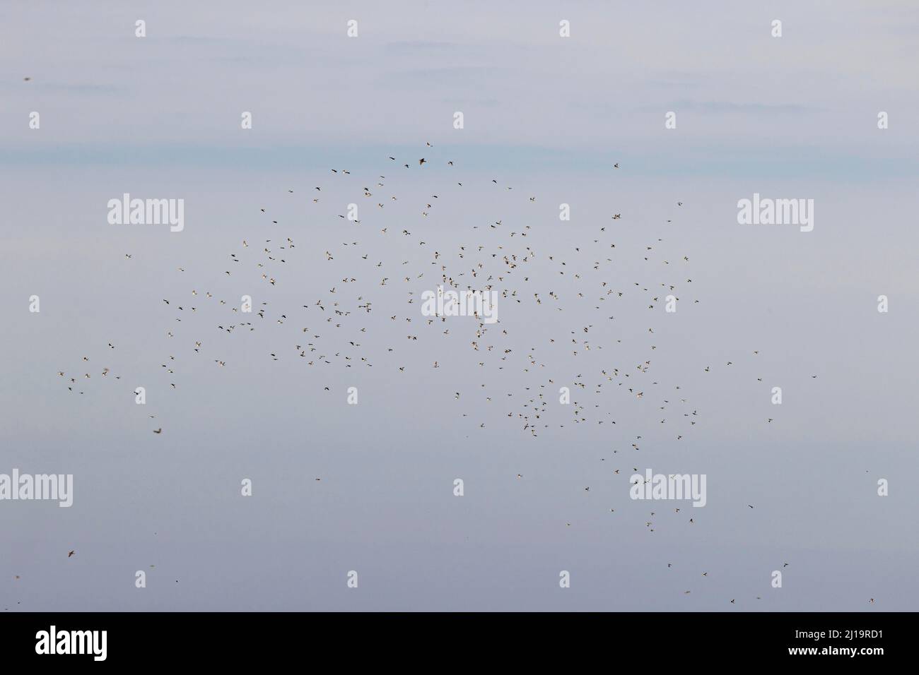 Gewöhnliche Waldtaube (Columba palumbus), große Herde während des Vogelzugs, JuodkrantÄ –, Kurische Nehrung, Klaipeda, Litauen Stockfoto