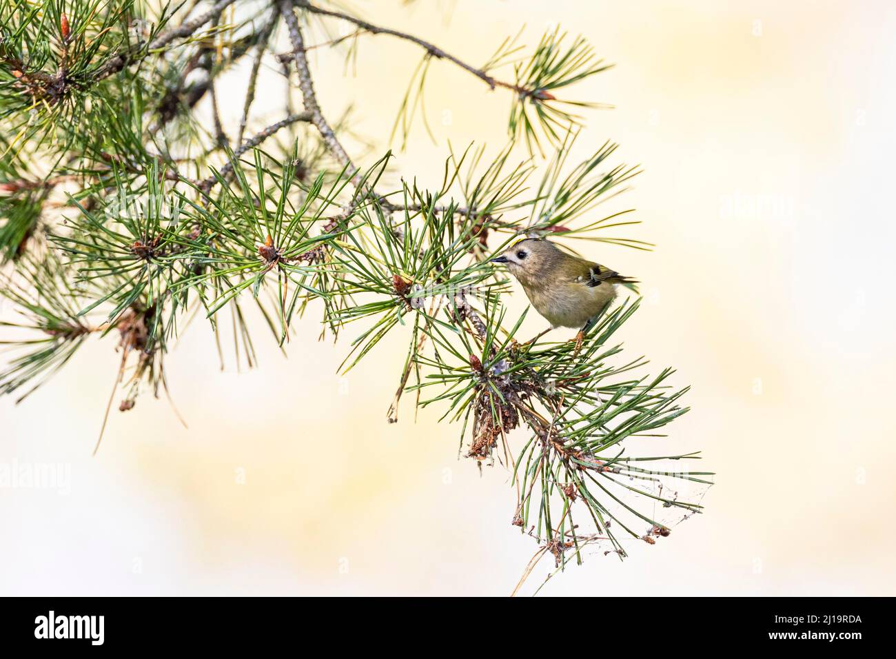 Goldwappen (Regulus regulus) auf der Nahrungssuche in einer Kiefer, JuodkrantÄ, Kurische Nehrung, Klaipeda, Litauen Stockfoto