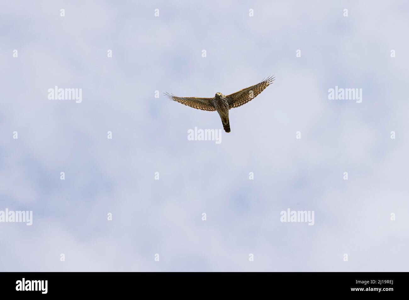 Nördlicher Habicht (Accipiter gentilis), junger Vogel im Flug, JuodkrantÄ –, Kurische Nehrung, Klaipeda, Litauen Stockfoto