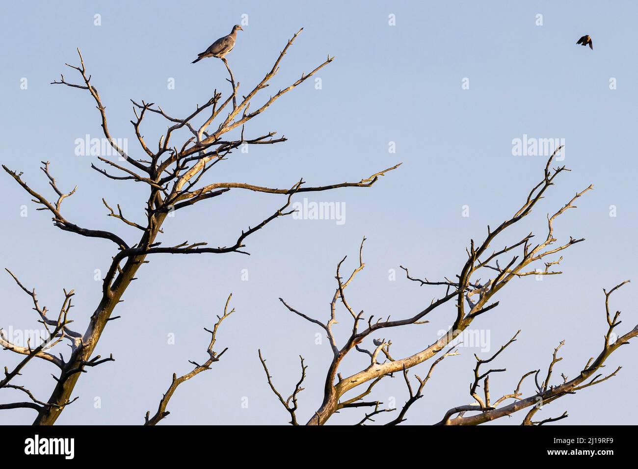 Gewöhnliche Waldtaube (Columba palumbus), die in einem toten Baum sitzt, gewöhnlicher Star (Sturnus vulgaris), Überflug, JuodkrantÄ –, Kurische Nehrung, Klaipeda Stockfoto