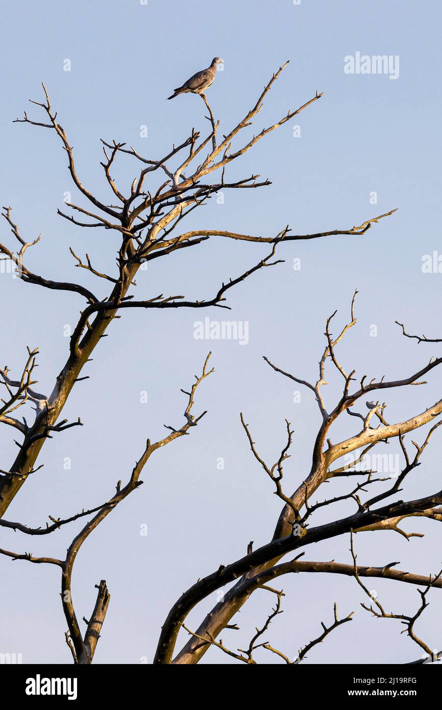 Gewöhnliche Waldtaube (Columba palumbus), die im toten Baum sitzt, JuodkrantÄ, Kurische Nehrung, Klaipeda, Litauen Stockfoto