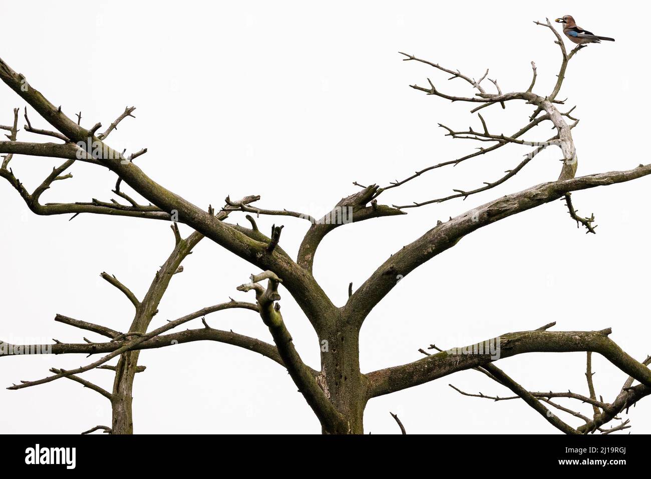 Eurasischer eichelhäher (Garrulus glandarius) mit Eichel im Schnabel auf einem toten Baum, JuodkrantÄ, Kurische Nehrung, Klaipeda, Litauen Stockfoto