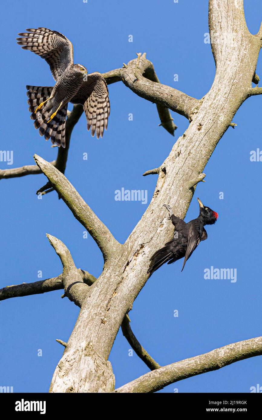 Eurasischer Sperber (Accipiter nisus), Weibchen attackiert weiblichen Schwarzspecht (Dryocopus martius) an einem toten Baum, JuodkrantÄ-, Kurische Nehrung Stockfoto