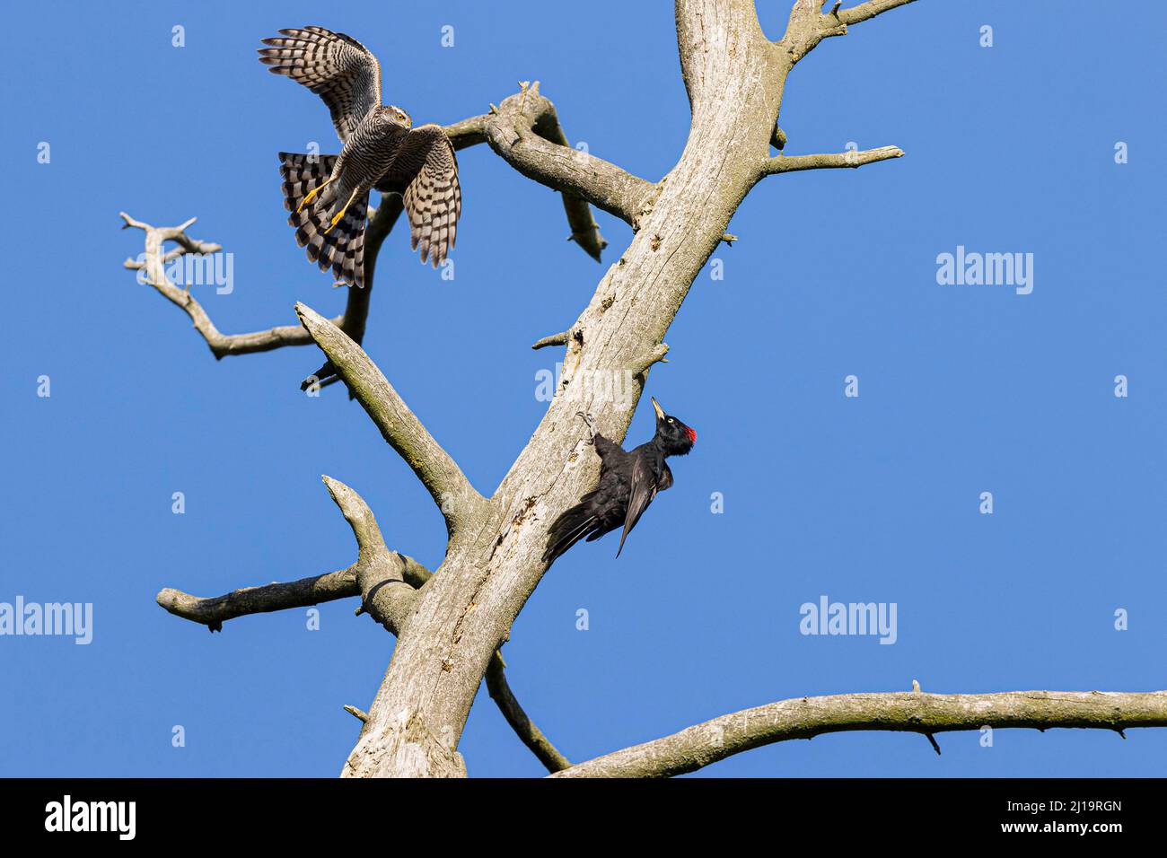 Eurasischer Sperber (Accipiter nisus), Weibchen attackiert weiblichen Schwarzspecht (Dryocopus martius) an einem toten Baum, JuodkrantÄ-, Kurische Nehrung Stockfoto