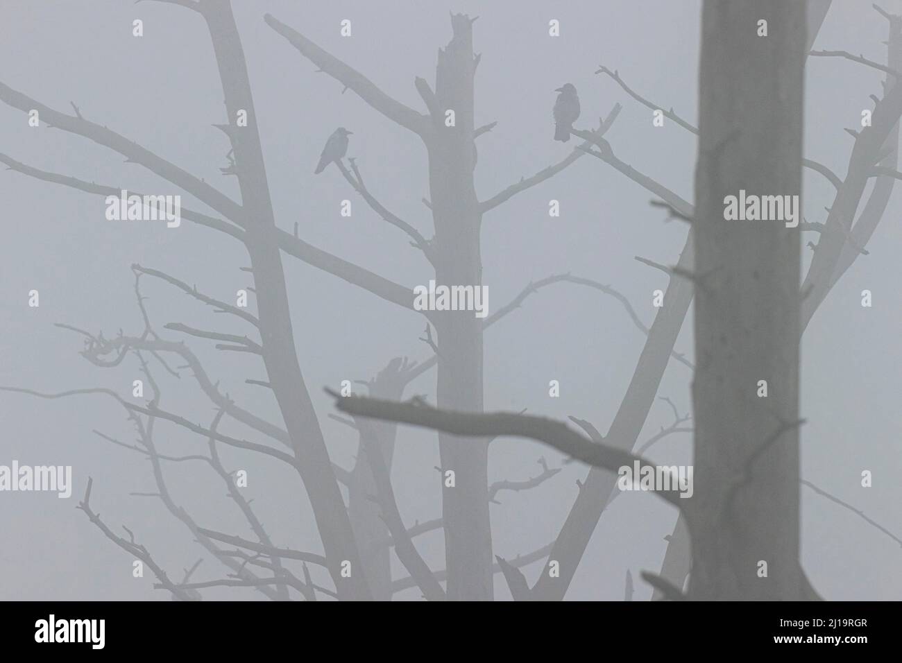 Krähe mit Kapuze (Corvus cornix), zwei Vögel, die im Nebel auf einem toten Baum sitzen, JuodkrantÄ, Kurische Nehrung, Klaipeda, Litauen Stockfoto