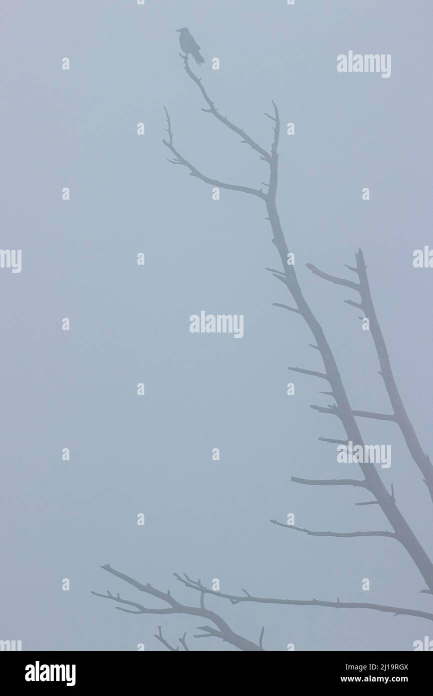 Krähe mit Kapuze (Corvus cornix), sitzend auf einem toten Baum im Nebel, JuodkrantÄ, Kurische Nehrung, Klaipeda, Litauen Stockfoto