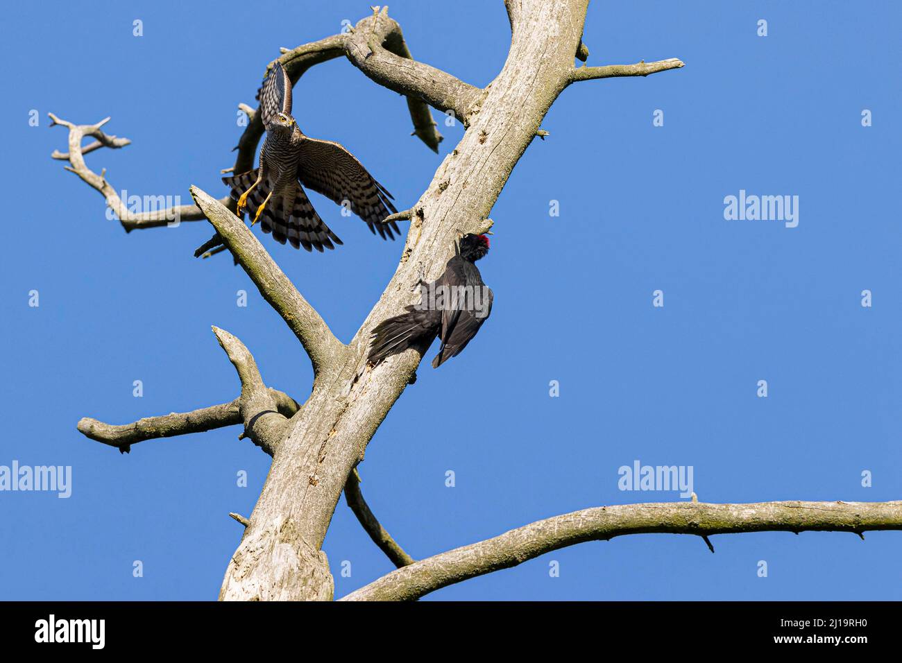 Eurasischer Sperber (Accipiter nisus), Weibchen attackiert weiblichen Schwarzspecht (Dryocopus martius) an einem toten Baum, JuodkrantÄ-, Kurische Nehrung Stockfoto