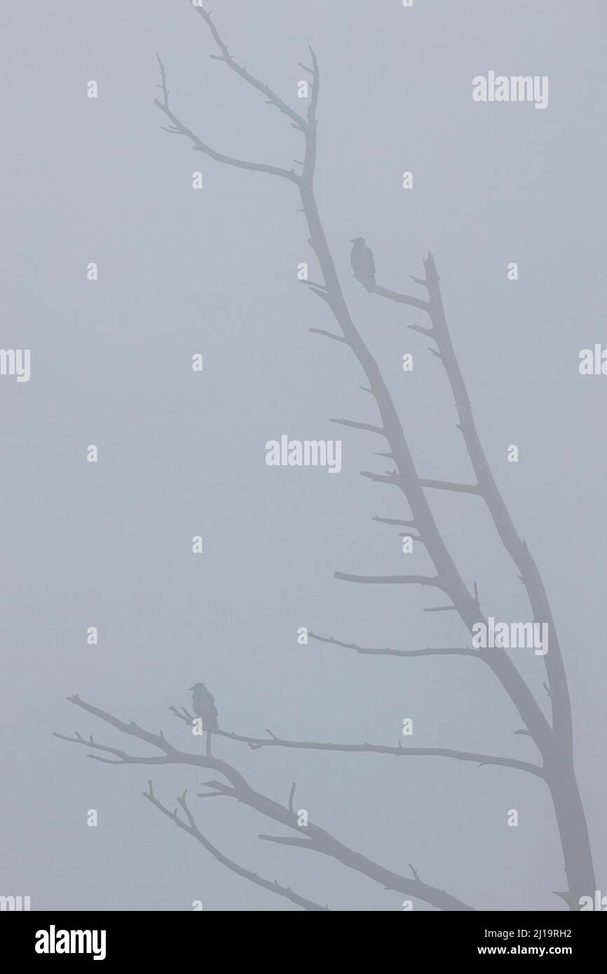 Krähe mit Kapuze (Corvus cornix), zwei Vögel, die im Nebel auf einem toten Baum sitzen, JuodkrantÄ, Kurische Nehrung, Klaipeda, Litauen Stockfoto