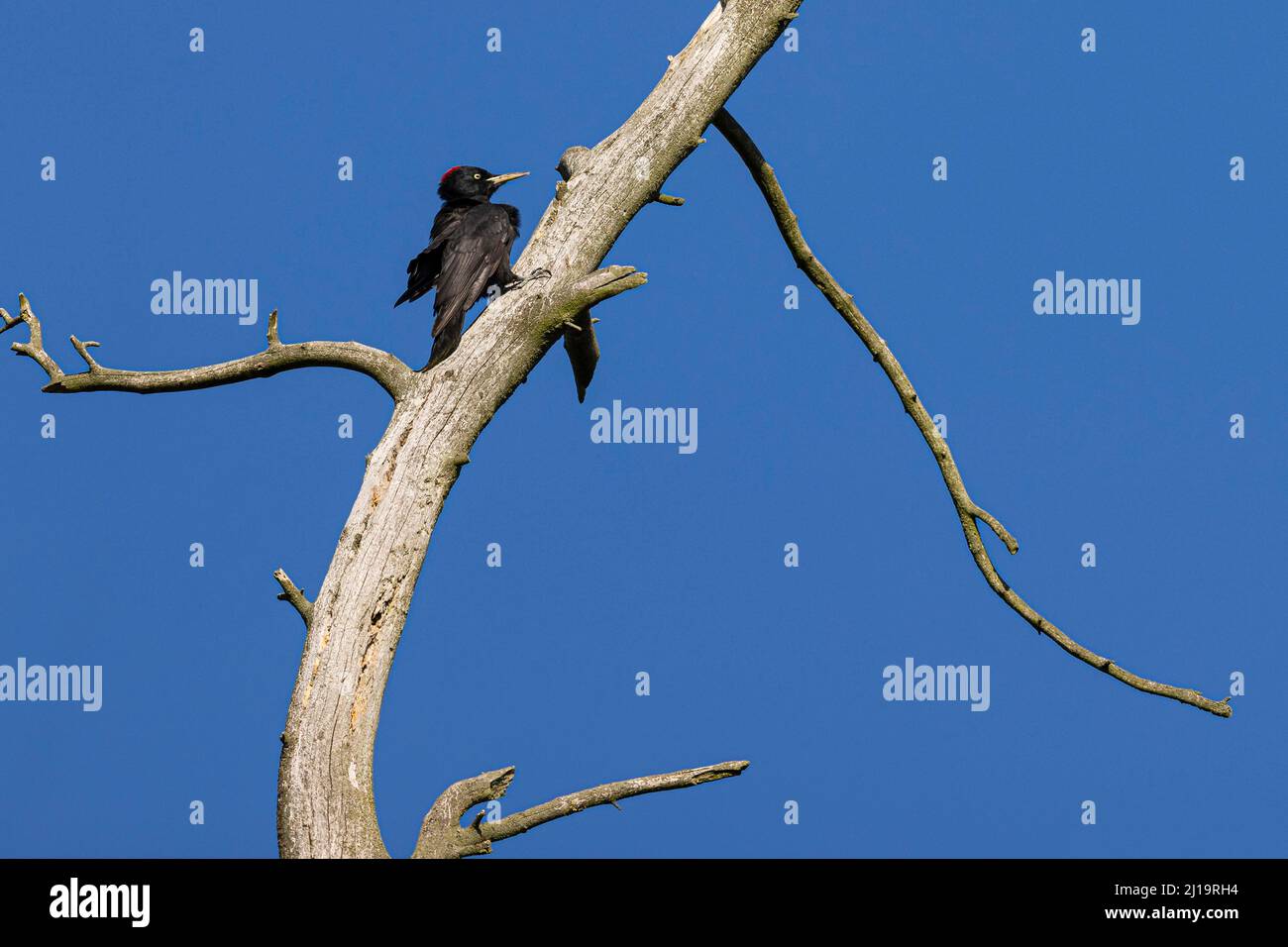 Schwarzspecht (Dryocopus martius), Weibchen, die einen toten Baum besteigen, JuodkrantÄ, Kurische Nehrung, Klaipeda, Litauen Stockfoto