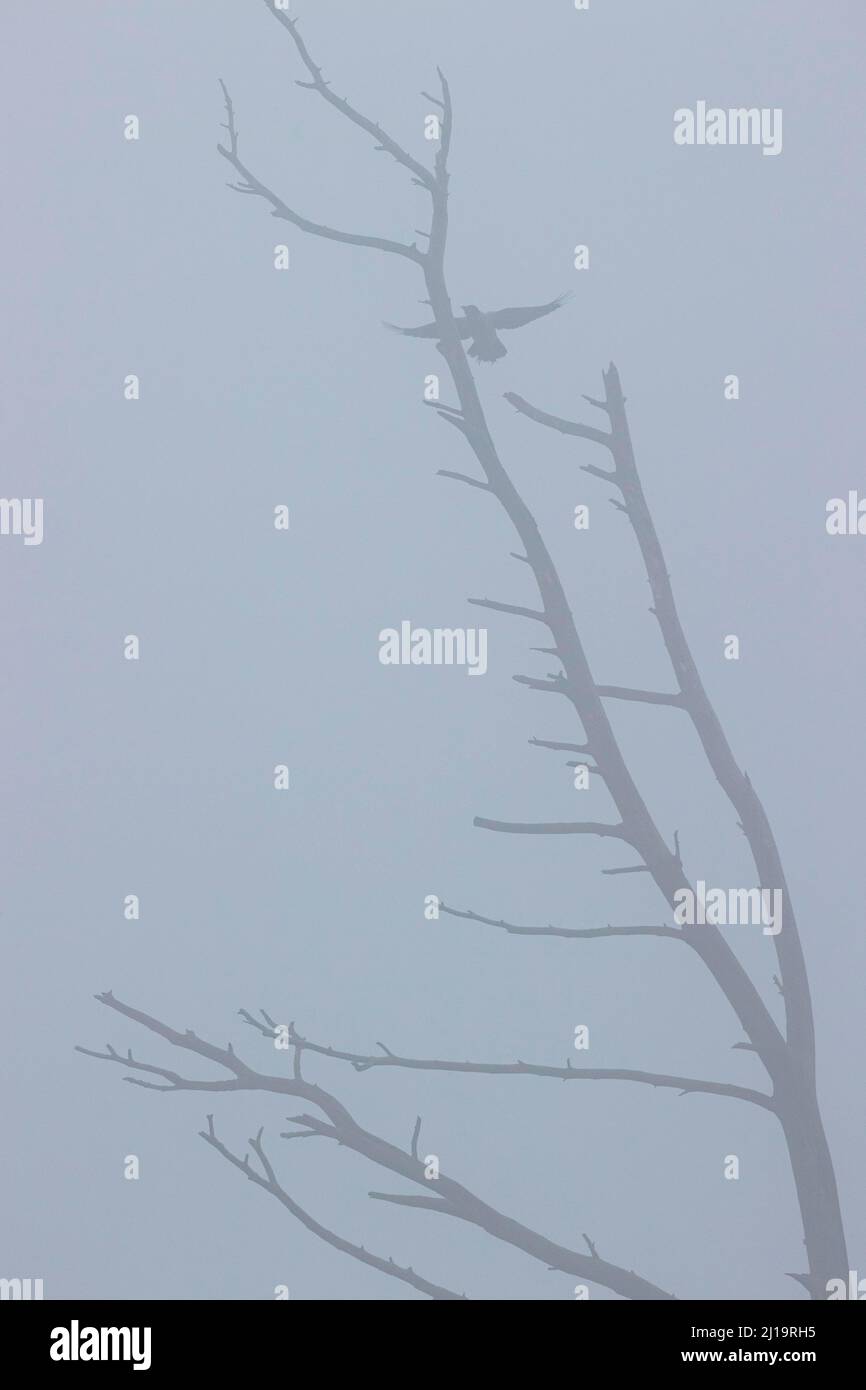 Krähe mit Kapuze (Corvus cornix), die im Nebel zu einem toten Baum fliegt, JuodkrantÄ, Kurische Nehrung, Klaipeda, Litauen Stockfoto