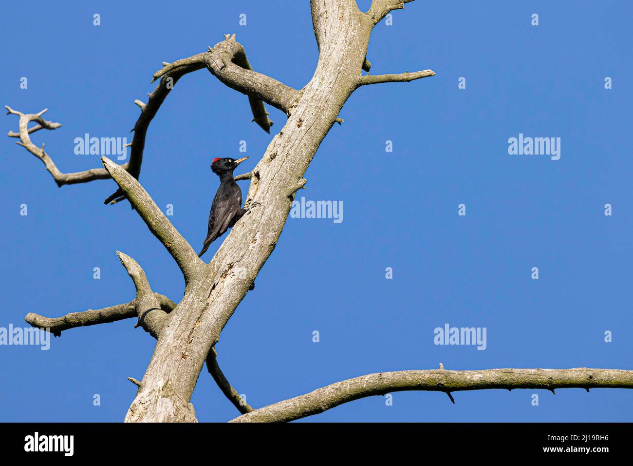 Schwarzspecht (Dryocopus martius), erwachsenes Weibchen, das einen toten Baum klettert, JuodkrantÄ, Kurische Nehrung, Klaipeda, Litauen Stockfoto