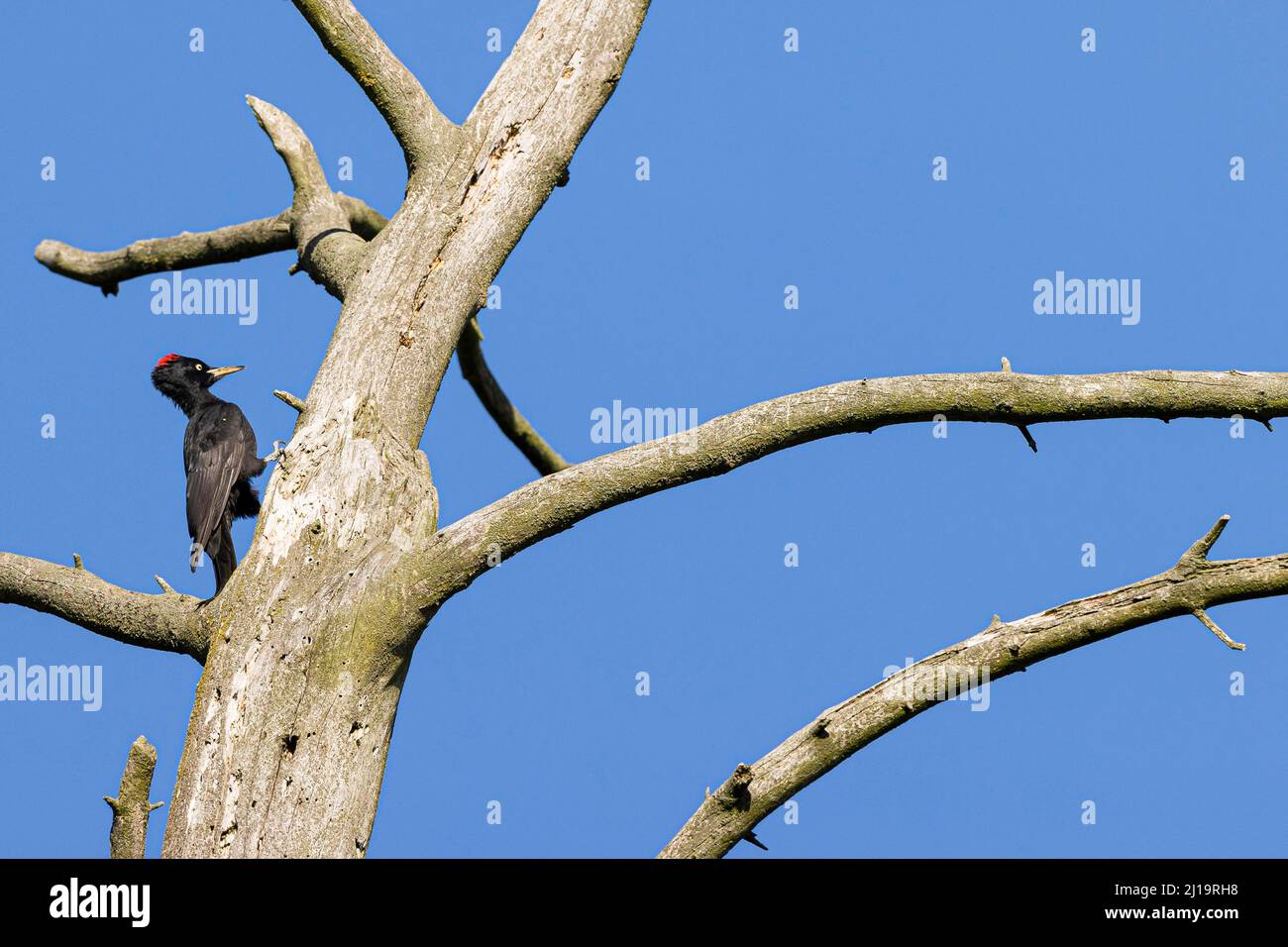 Schwarzspecht (Dryocopus martius), erwachsenes Weibchen, das einen toten Baum klettert, JuodkrantÄ, Kurische Nehrung, Klaipeda, Litauen Stockfoto