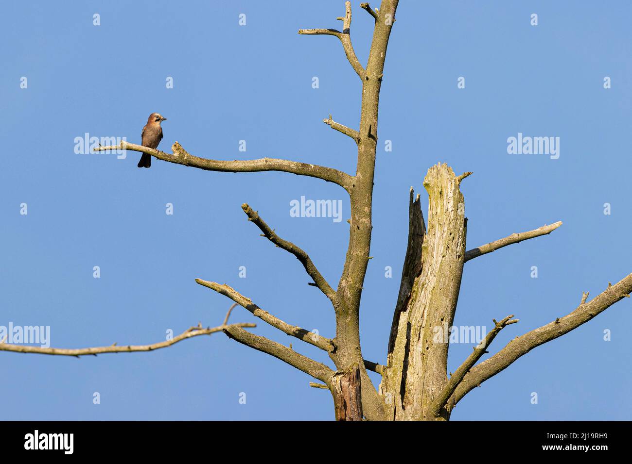 Eurasischer eichelhäher (Garrulus glandarius) sitzt auf einem Ast im toten Baum, JuodkrantÄ –, Kurische Nehrung, Klaipeda, Litauen Stockfoto
