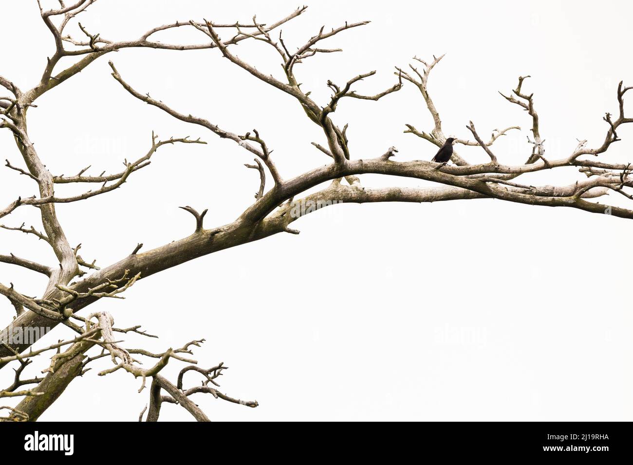 Amsel (Turdus merula) sitzt in einem toten Baum, JuodkrantÄ –, Kurische Nehrung, Klaipeda, Litauen Stockfoto
