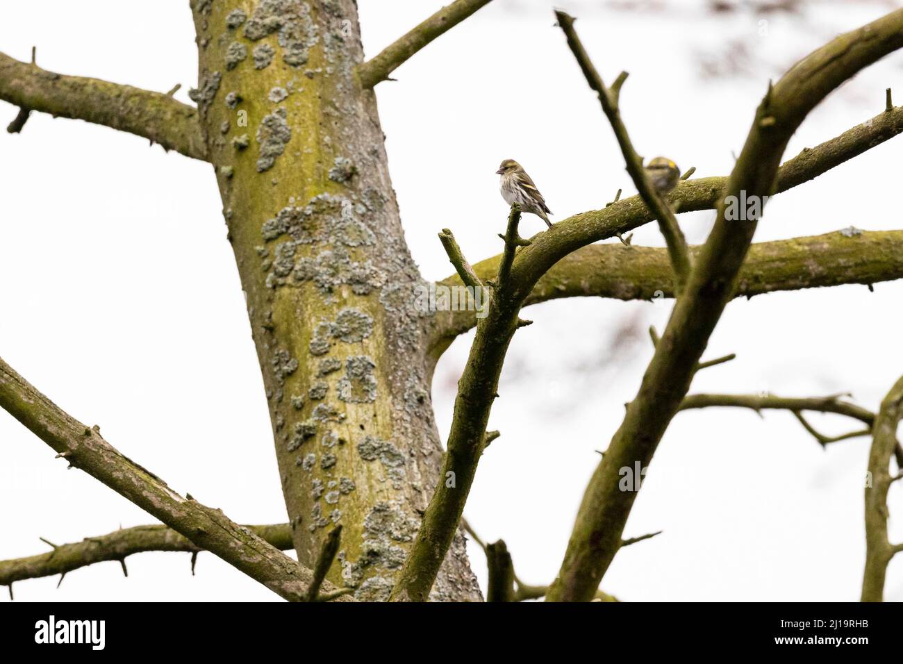 Eurasischer Siskin (Spinus spinus), zwei Vögel, die auf einem toten Baum sitzen, JuodkrantÄ, Kurische Nehrung, Klaipeda, Litauen Stockfoto