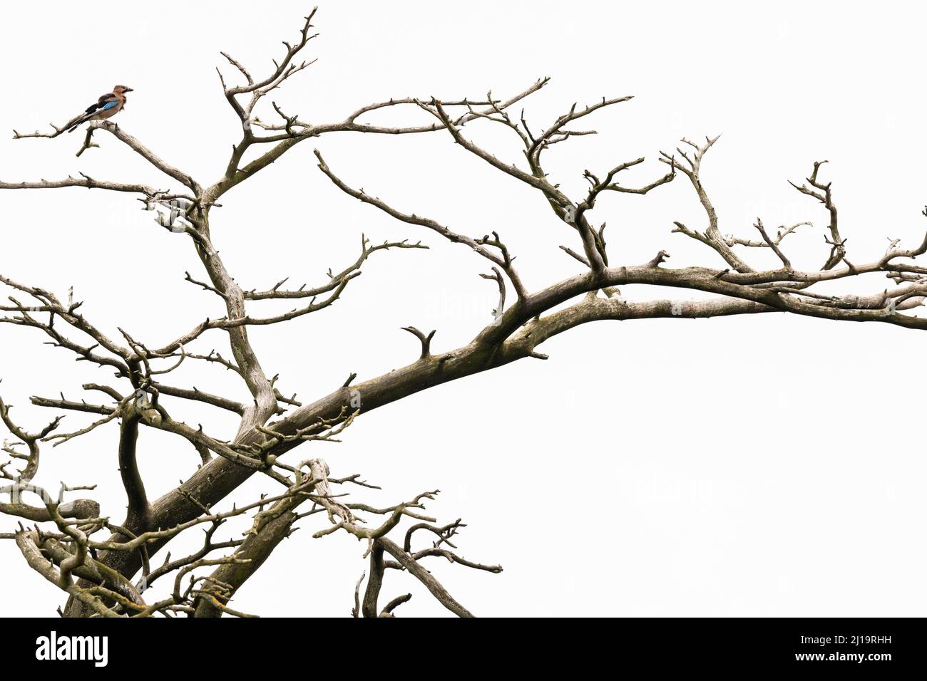 Eurasischer eichelhäher (Garrulus glandarius), der auf einem toten Baum sitzt, JuodkrantÄ, Kurische Nehrung, Klaipeda, Litauen Stockfoto