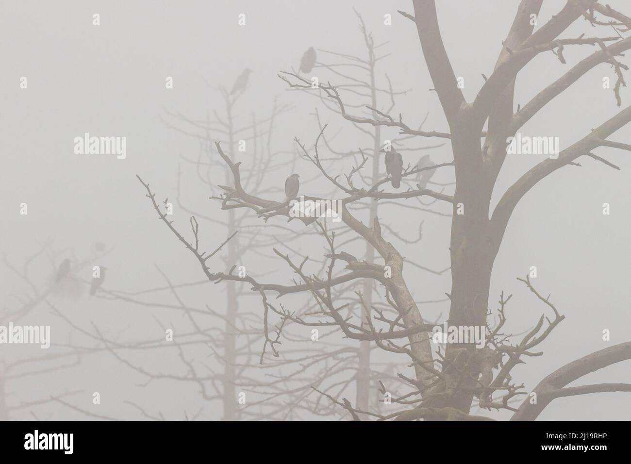 Krähe mit Kapuze (Corvus cornix), mehrere Vögel zusammen mit dem eurasischen Sperber (Accipiter nisus) in einem toten Baum mit Nebel, JuodkrantÄ-, Kurische Nehrung Stockfoto